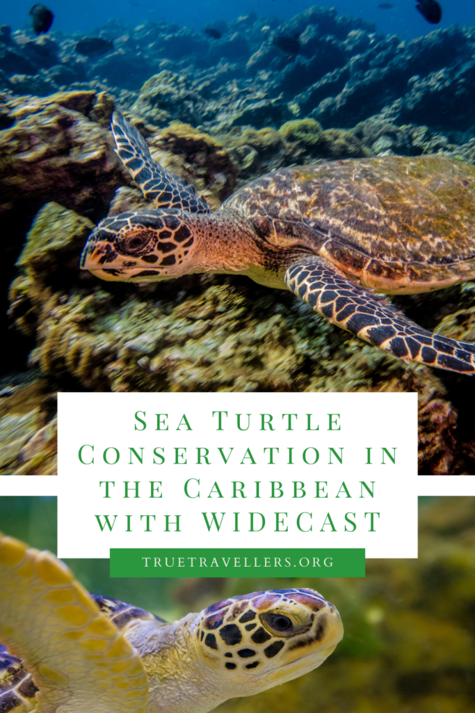 Sea Turtle Conservation in the Caribbean with WIDECAST