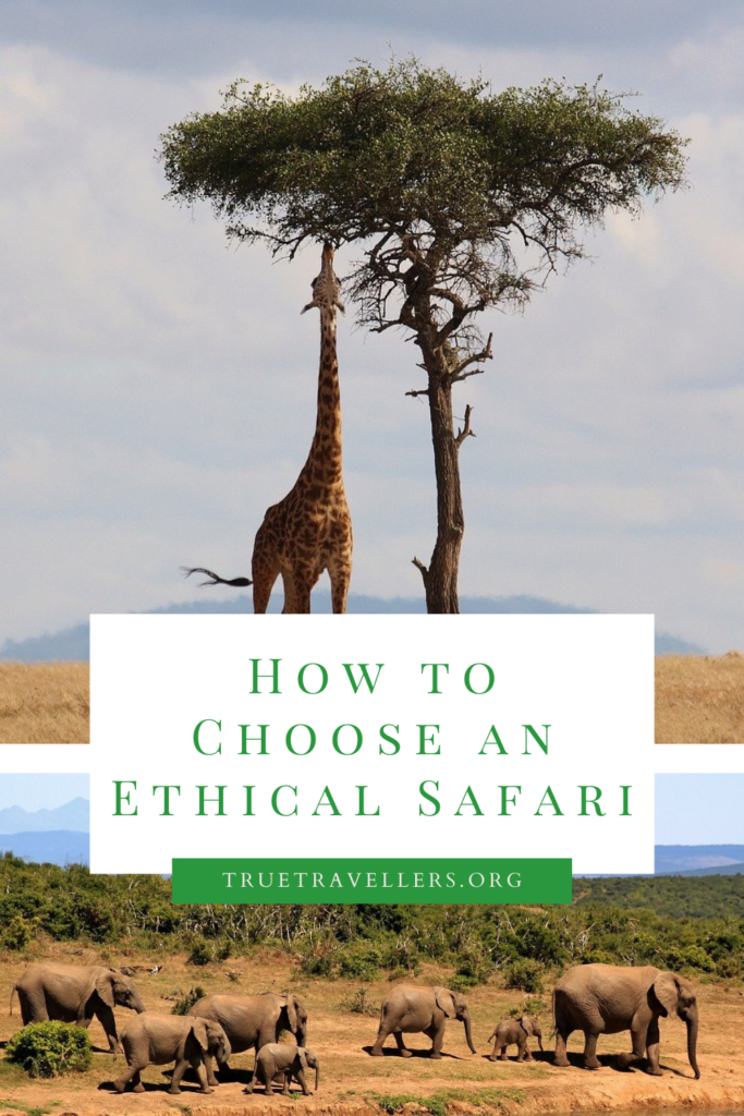 How to Choose an Ethical Safari