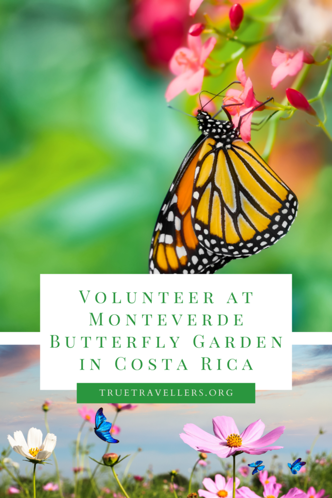 Volunteer with Monteverde Butterfly Garden - Costa Rica