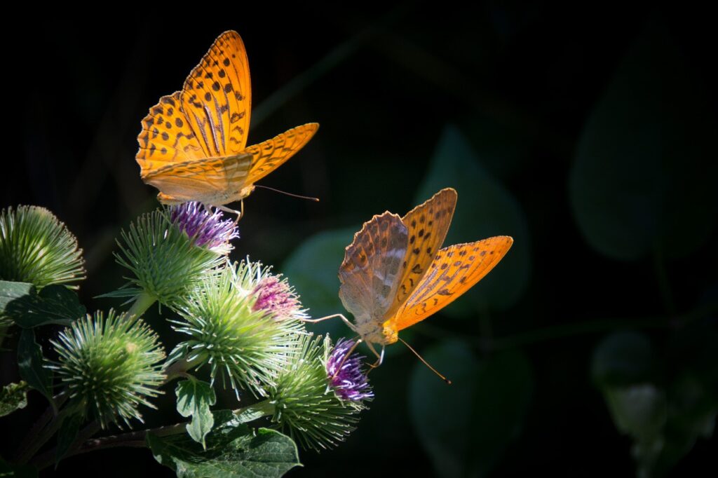 Volunteer with Monteverde Butterfly Garden – Costa Rica