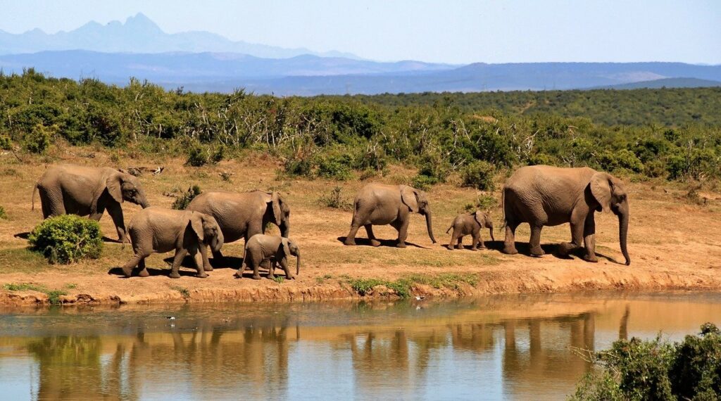 How to Choose an Ethical Safari - Elephant