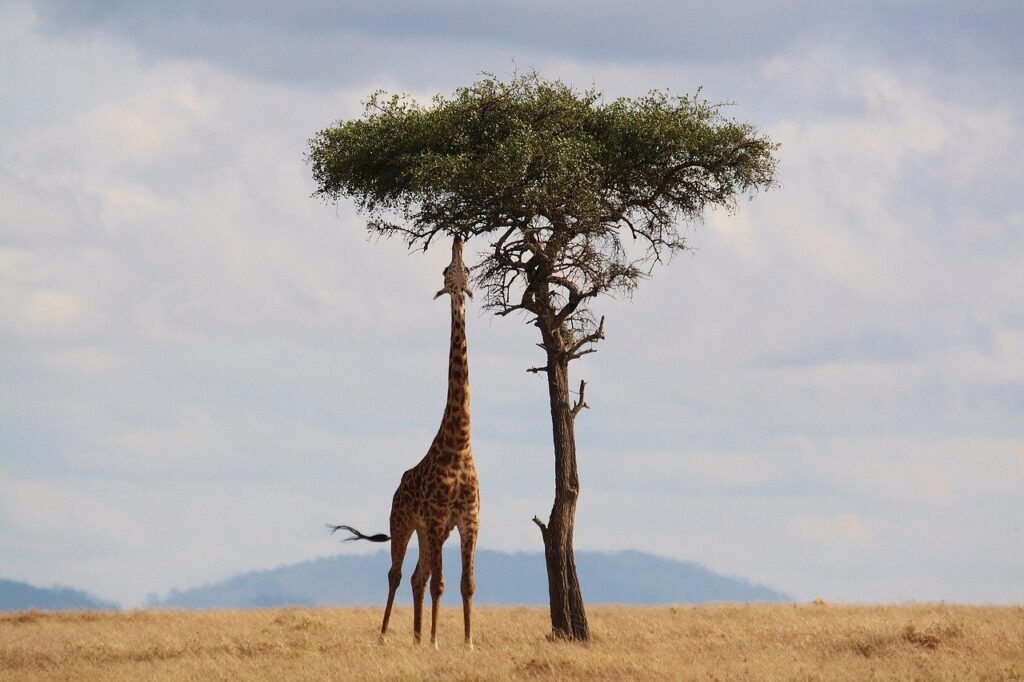 How to Choose an Ethical Safari - Giraffe