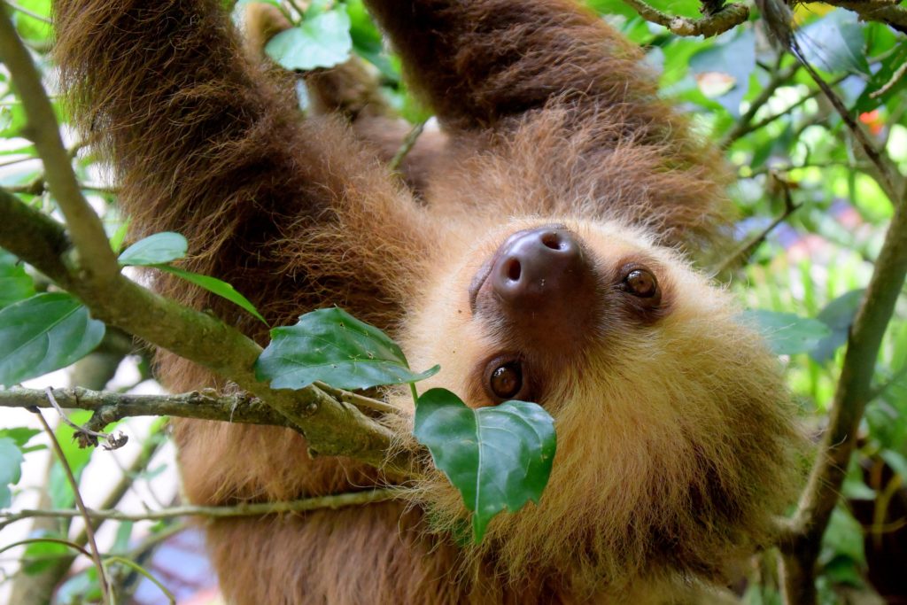 Social Impact Experiences to Be Had Around the World in Airbnb - costa rica rescued animals